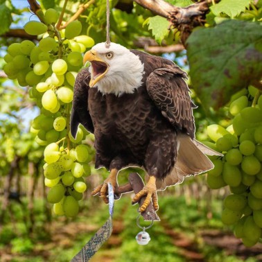 Águila Espantapájaros