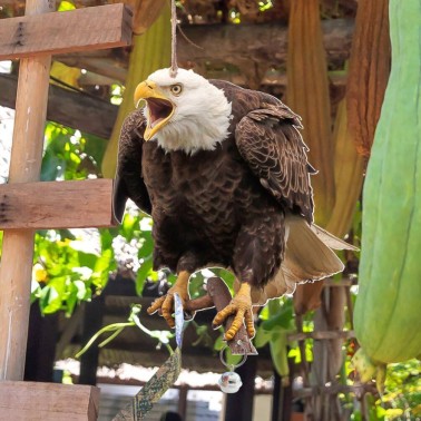 Águila Espantapájaros