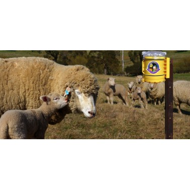 FoxLights Protects Sheep Livestock from Fox and Wolf Attacks