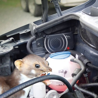 Comadreja dañando motor de coche