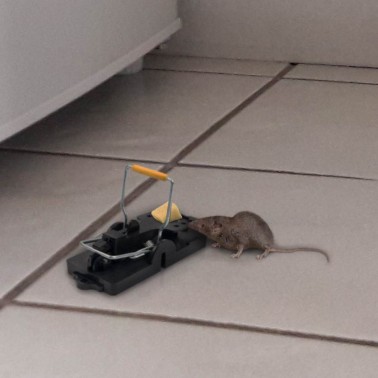 Trampa para ratones con queso y ratón