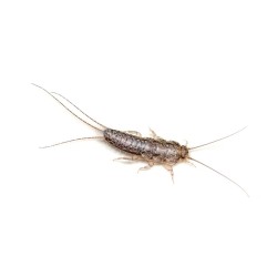 Silverfish